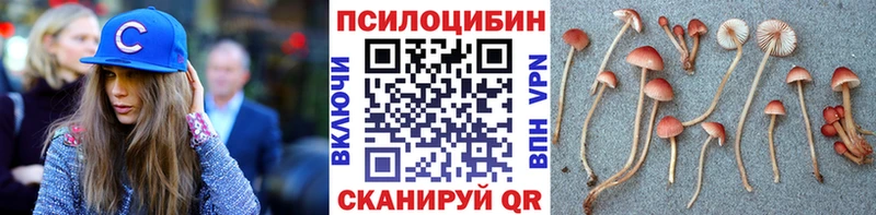 где продают Муром Галлюциногенные грибы Cubensis